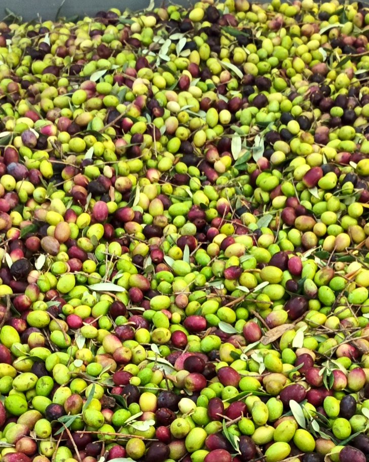Olive Tonda Iblea appena raccolte nel cassone
