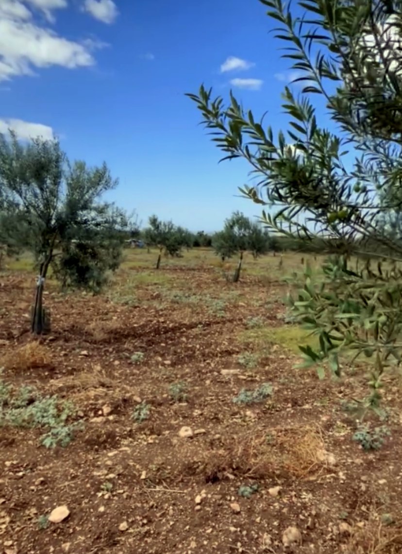 Il giovane uliveto in Sicilia